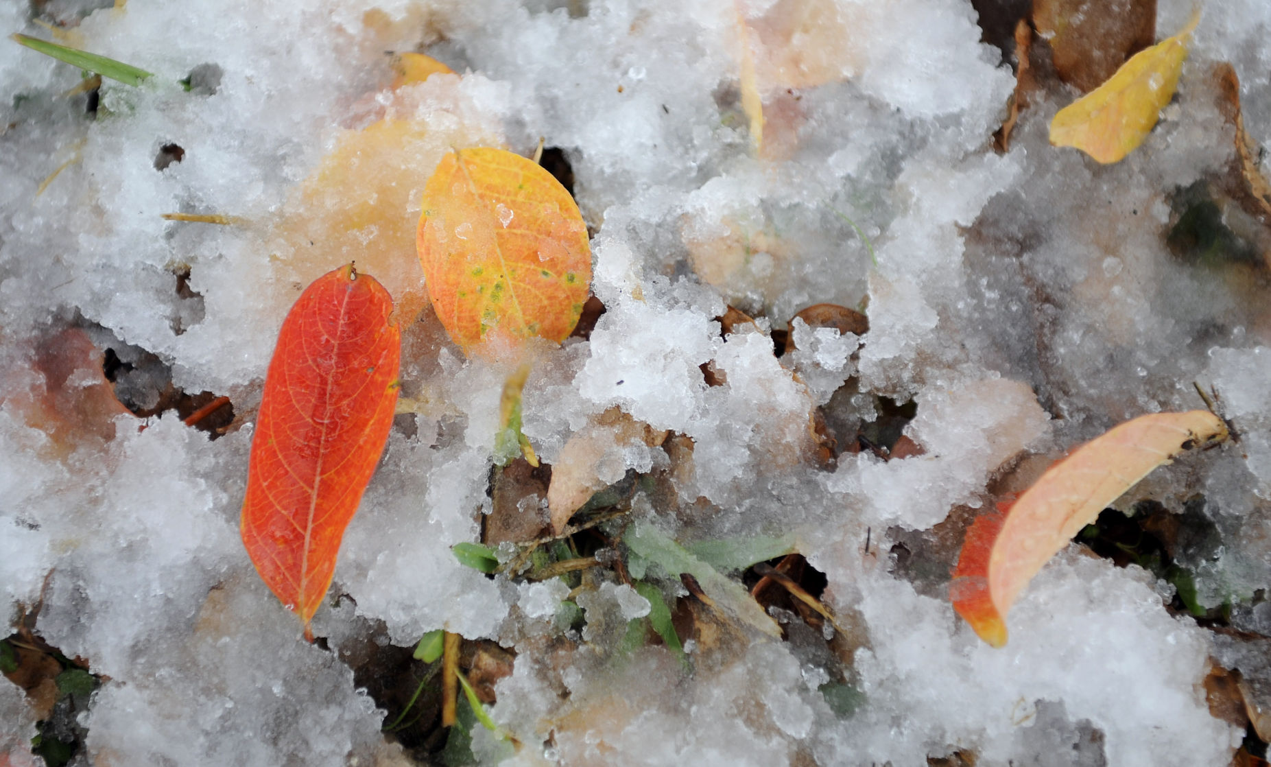 met snow lc 032.jpg